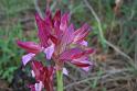 orchis  papilionacea